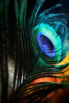 +38 (555) 555-55-88 Проститутка 555 ( лет, Одесса)